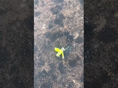 安全 ハンブル ミツバチ 花火, マンダリン トイ・ストーリー 花火 CECE認定